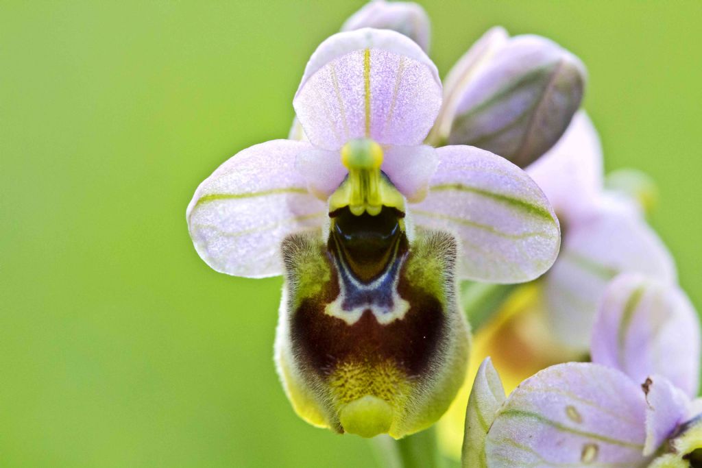 Ophrys tenthredinifera