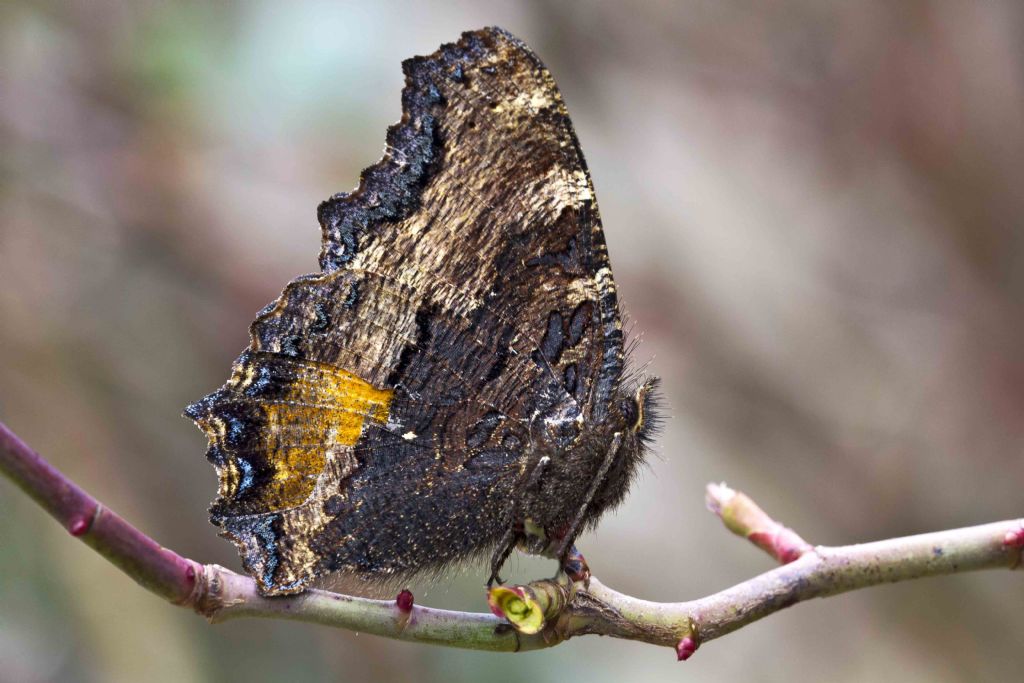 Da identificare ... e le antenne? - Nymphalis polychloros