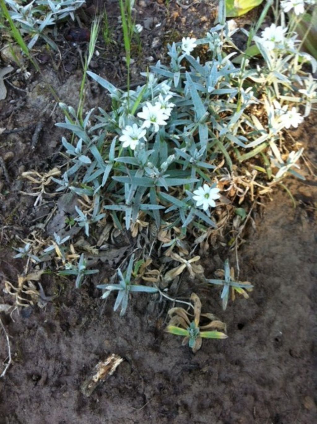 Cerastium tomentosum