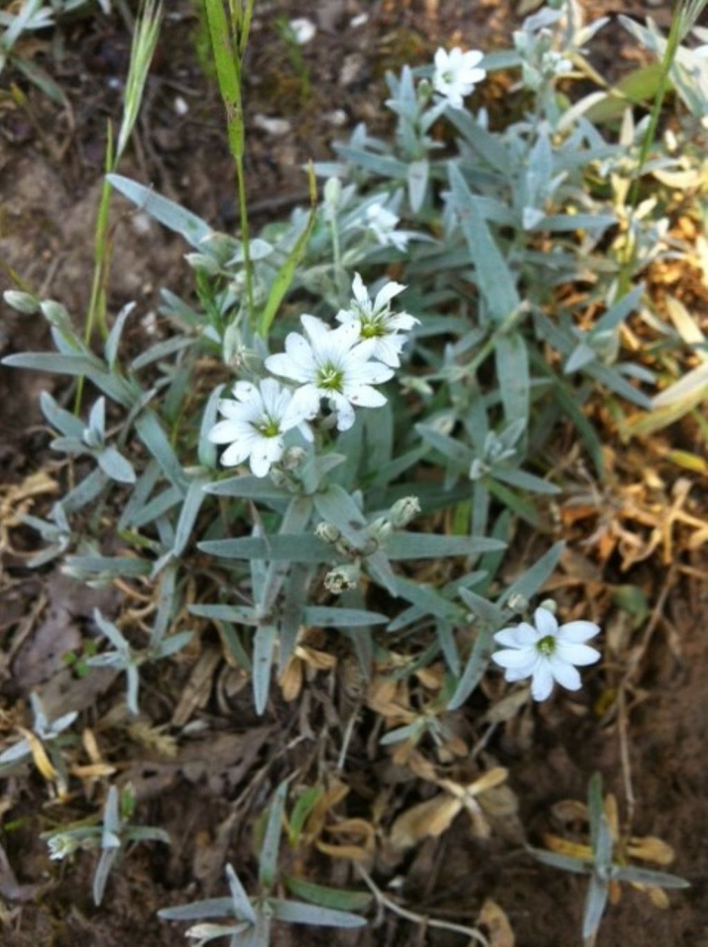 Cerastium tomentosum