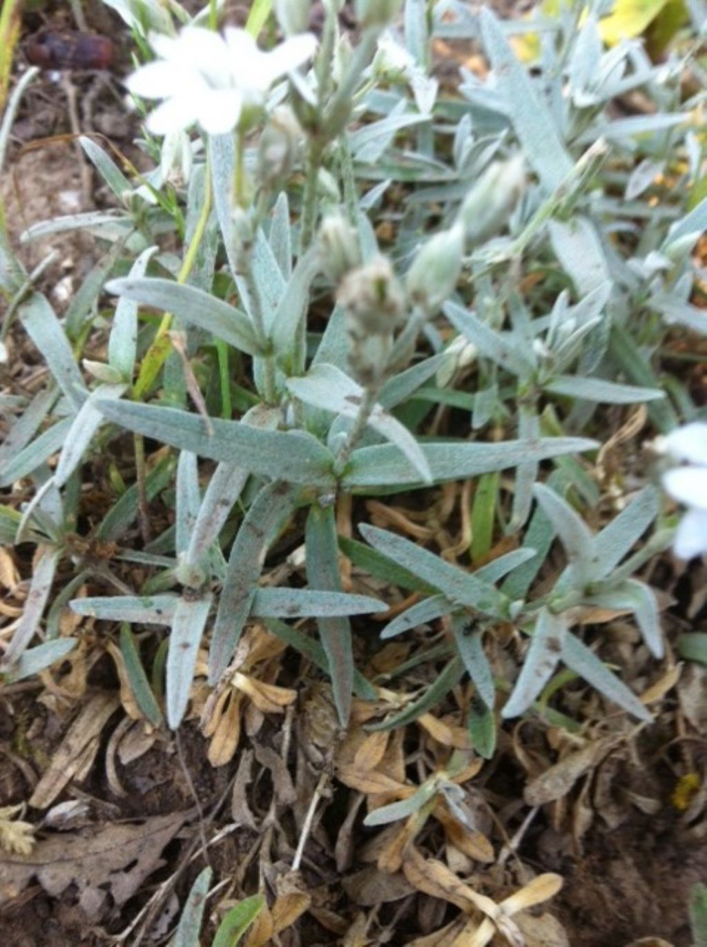 Cerastium tomentosum