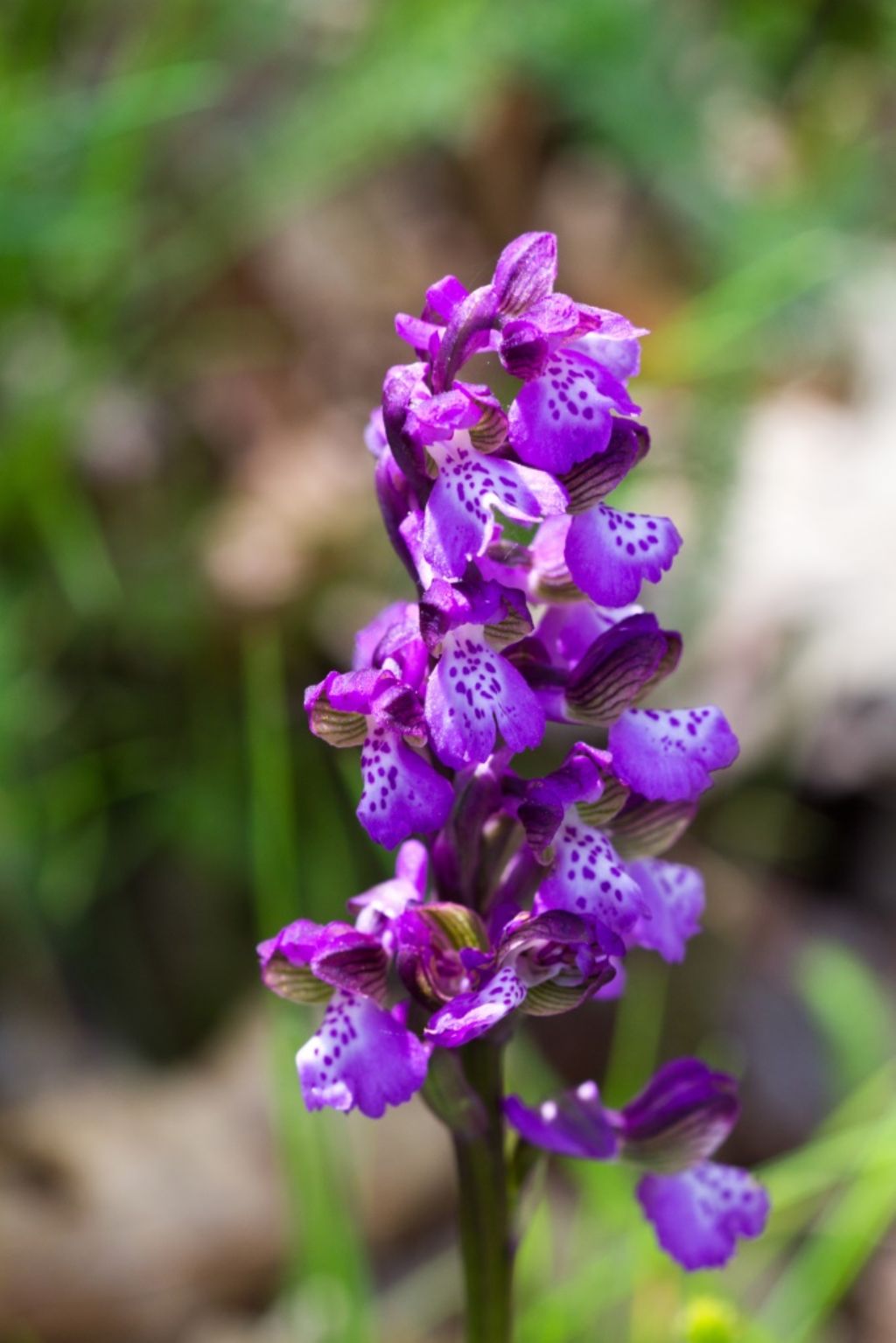 Basilicata - Sasso di Castalda - Anacamptis morio