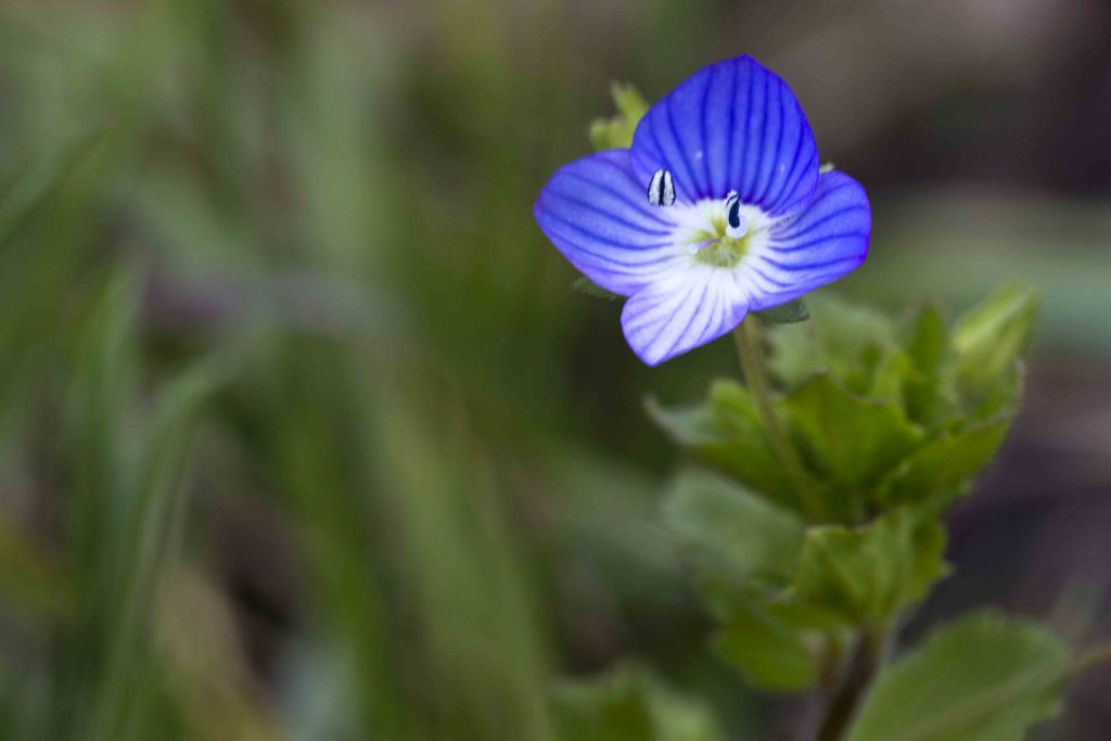 Da identificare - Veronica cfr. persica