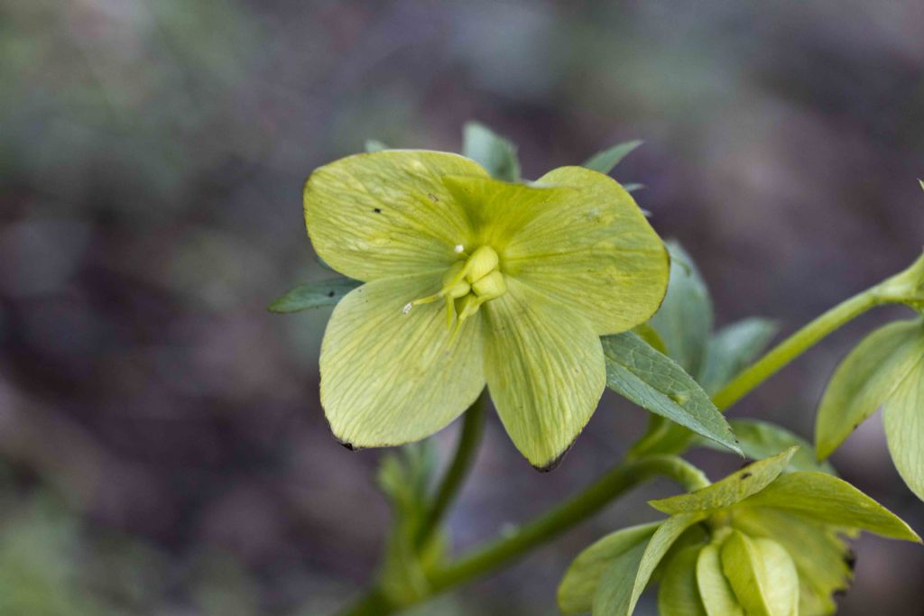 Helleborus cfr. viridis  (Ranunculaceae)