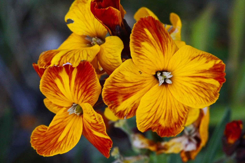 Erysimum cheiri (Brassicaceae)