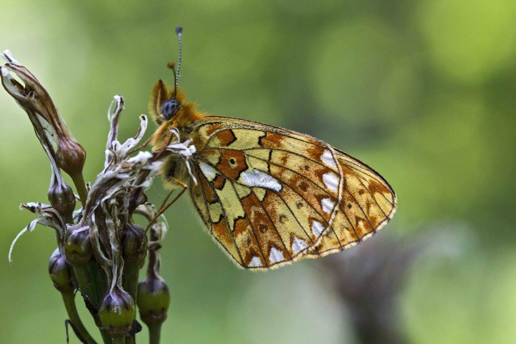 Da identificare - Boloria (Clossiana) euphrosyne, Nymphalidae