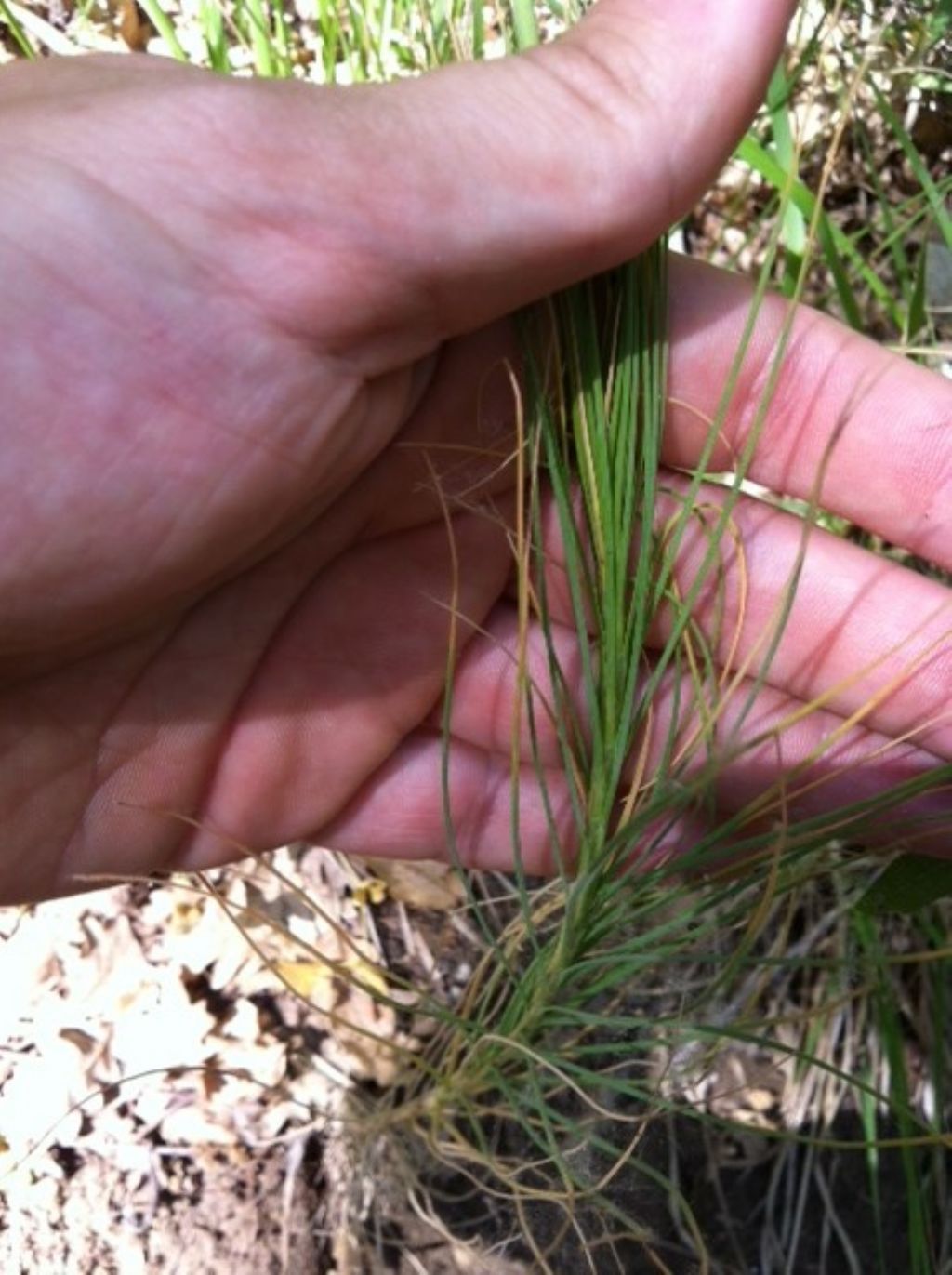 Asphodeline liburnica