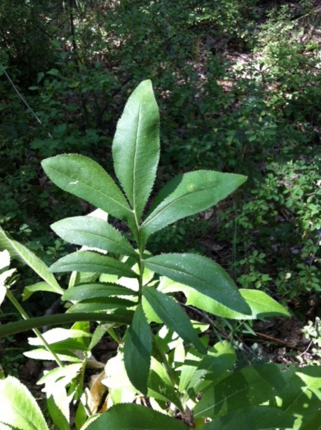 Rhaponticoides centaurium / Fiordaliso centauro