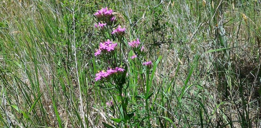 DA identificare - Centaurium sp. (Gentianaceae)