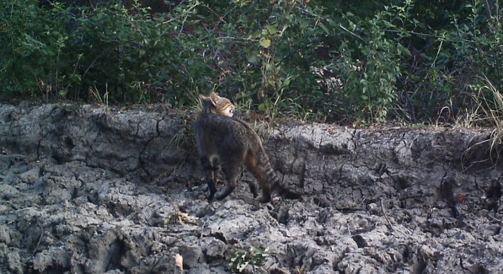 Pu essere un gatto selvatico?