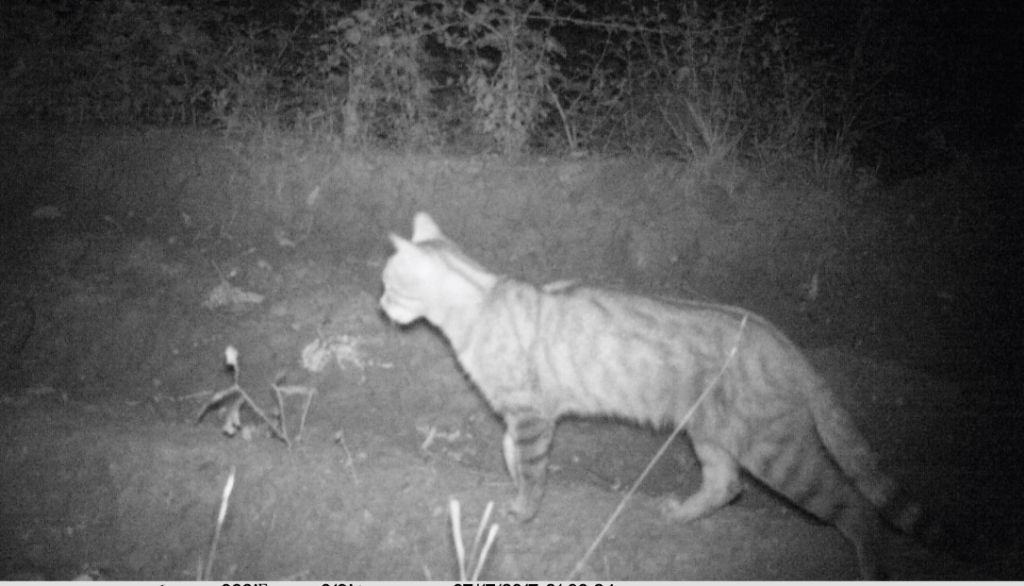 Pu essere un gatto selvatico?