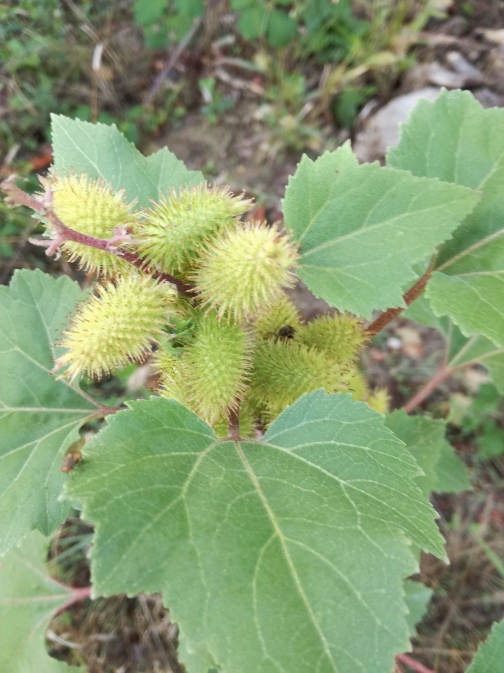 da identificare 2
