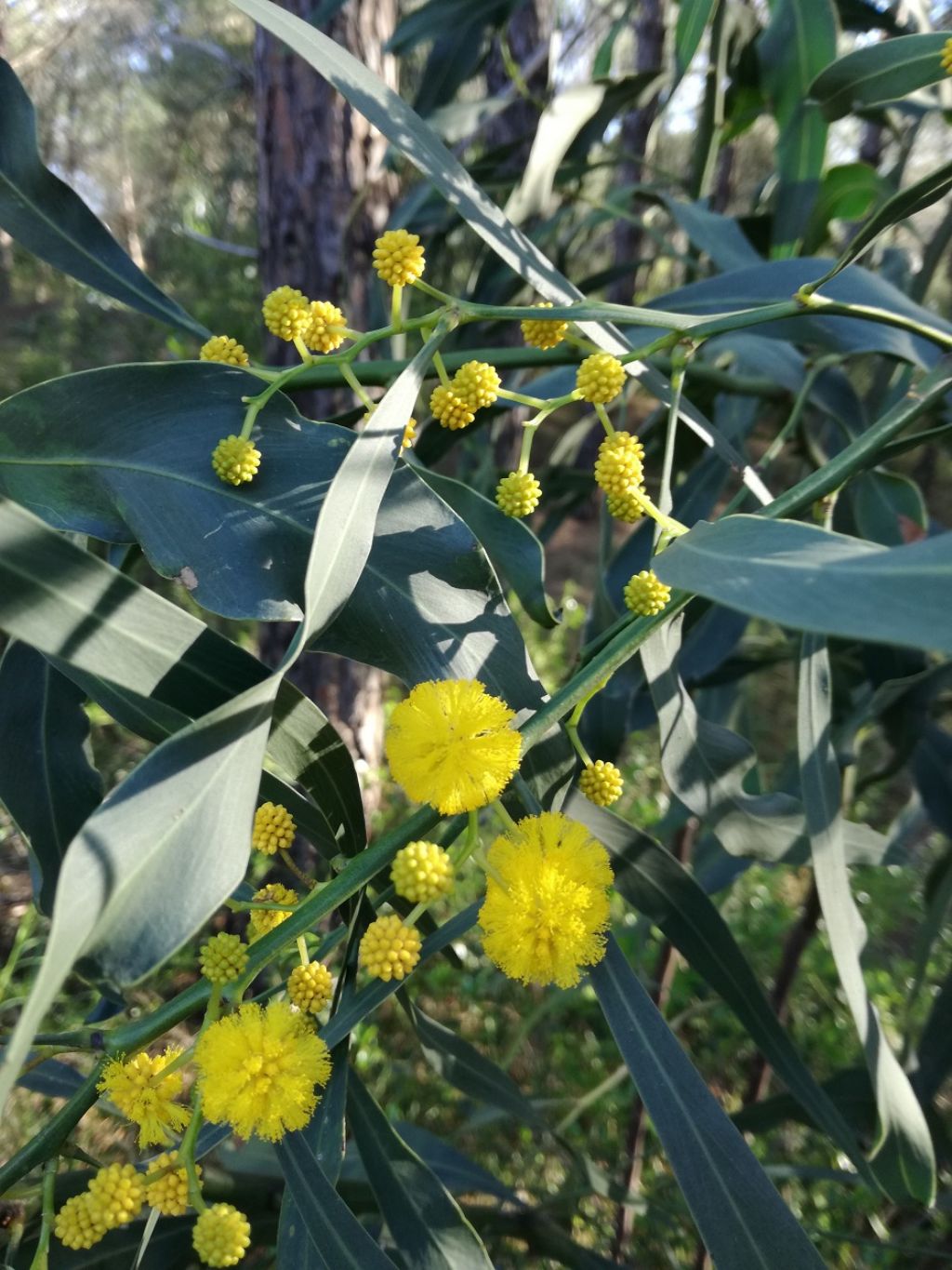 Acacia saligna / Acacia saligna