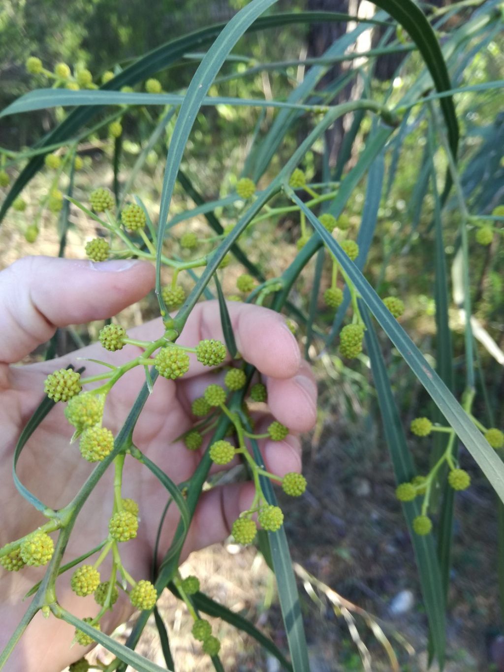 Acacia saligna / Acacia saligna