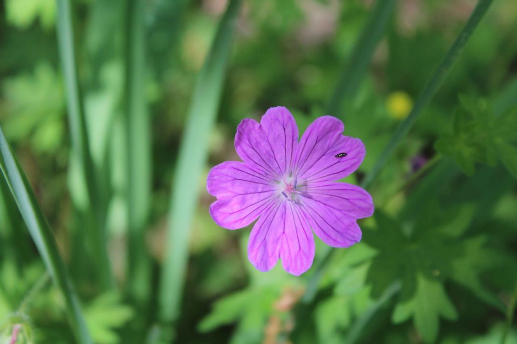 Geranium molle