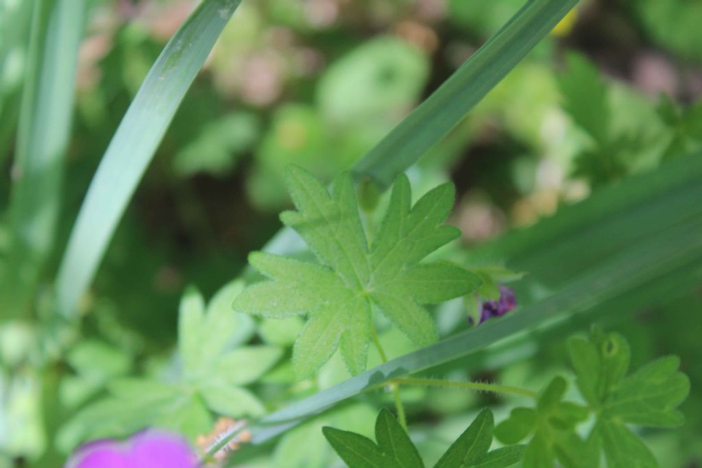 Geranium molle