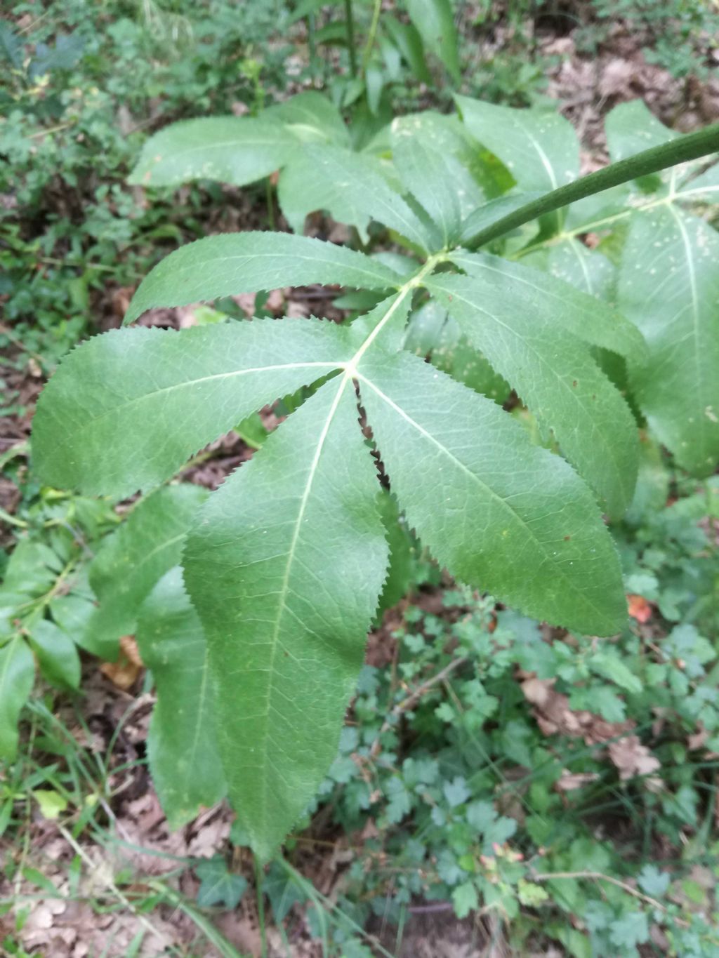 Rhaponticoides centaurium (=Rhaponticoides calabrica) / Fiordaliso centauro