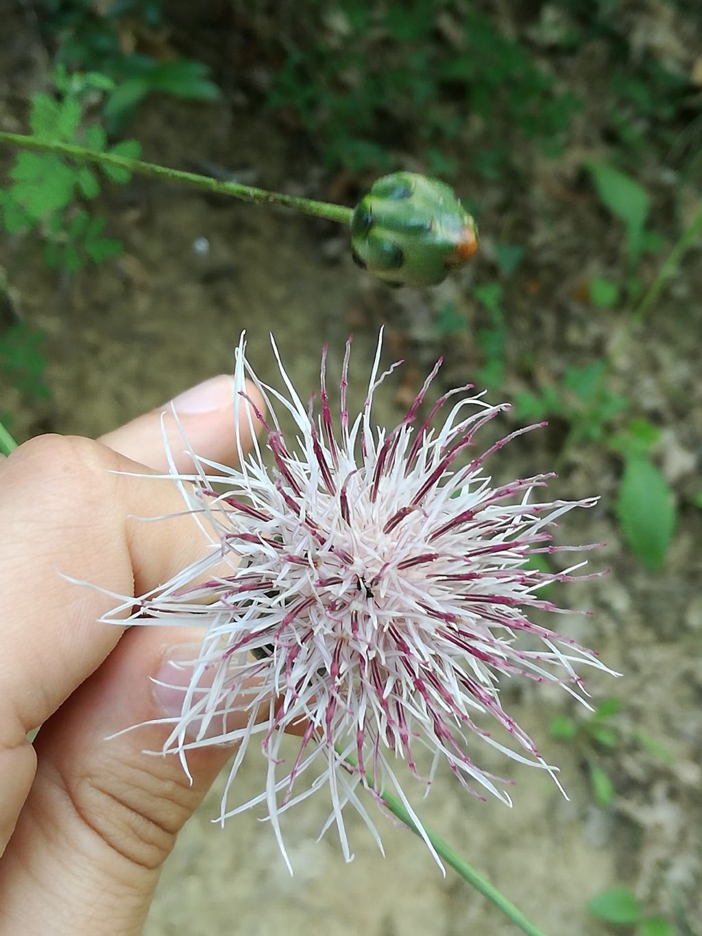 Rhaponticoides centaurium (=Rhaponticoides calabrica) / Fiordaliso centauro