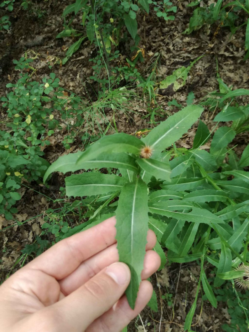 Klasea flavescens subsp.cichoracea