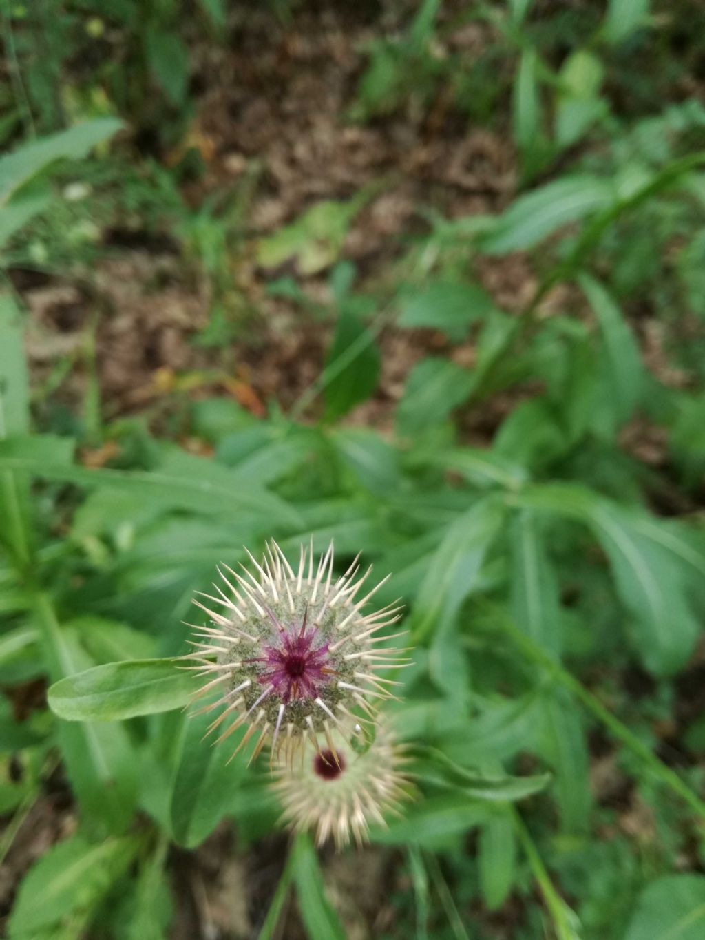 Klasea flavescens subsp.cichoracea