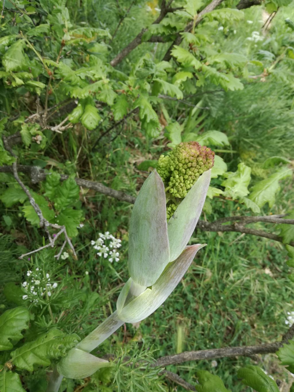 Ferula glauca da confermare