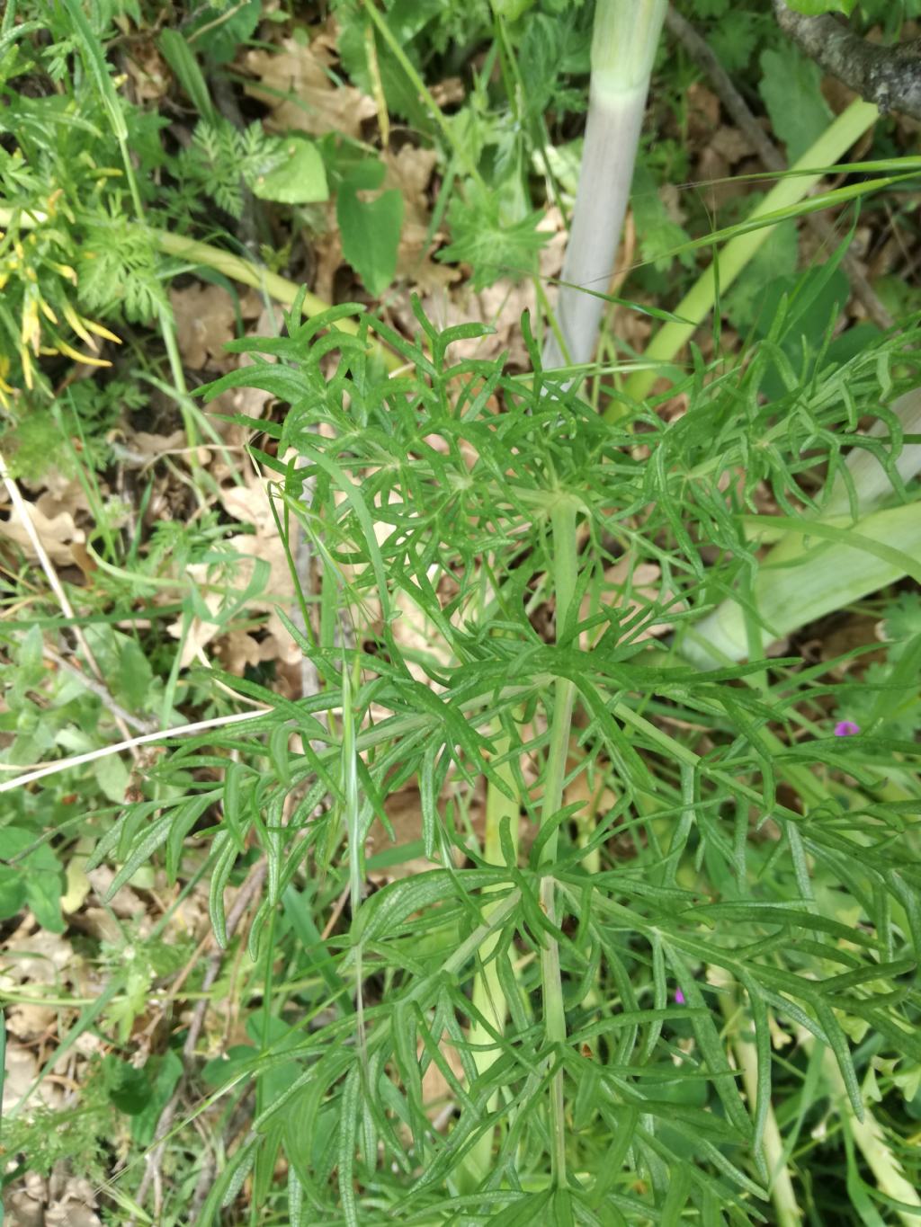 Ferula glauca da confermare