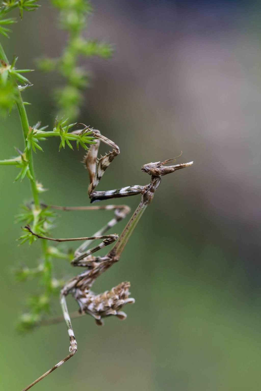 Empusa pennata (Empusidae)