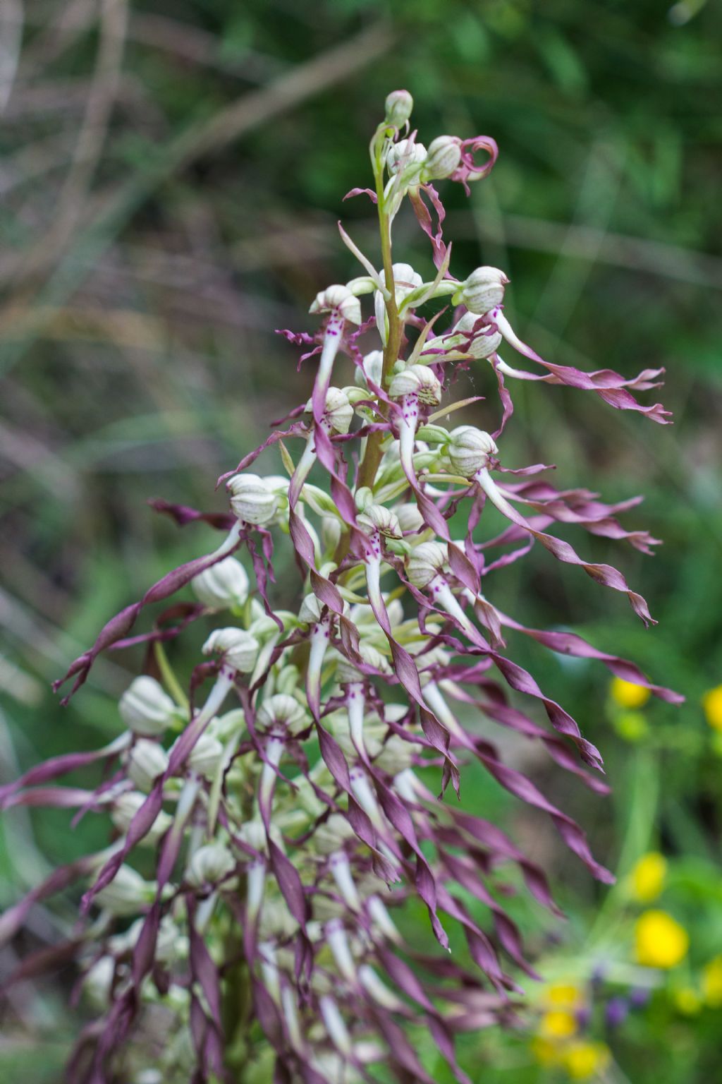 Himantoglossum hircinum ???