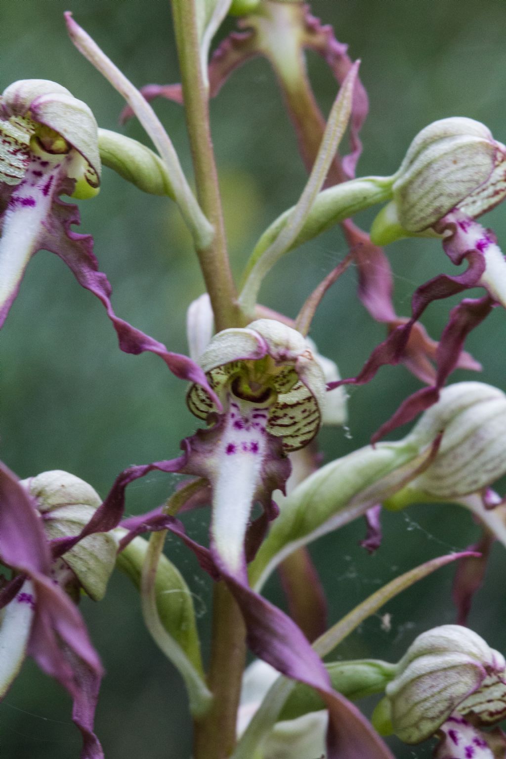 Himantoglossum hircinum ???