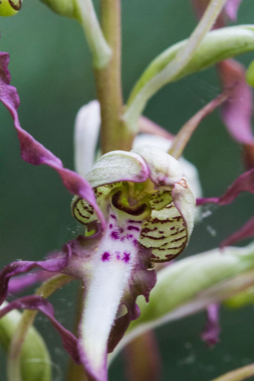 Himantoglossum hircinum ???