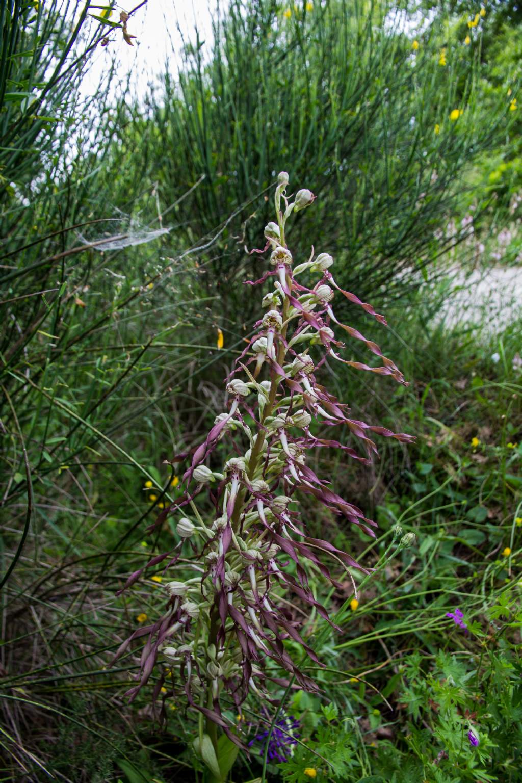 Himantoglossum hircinum ???