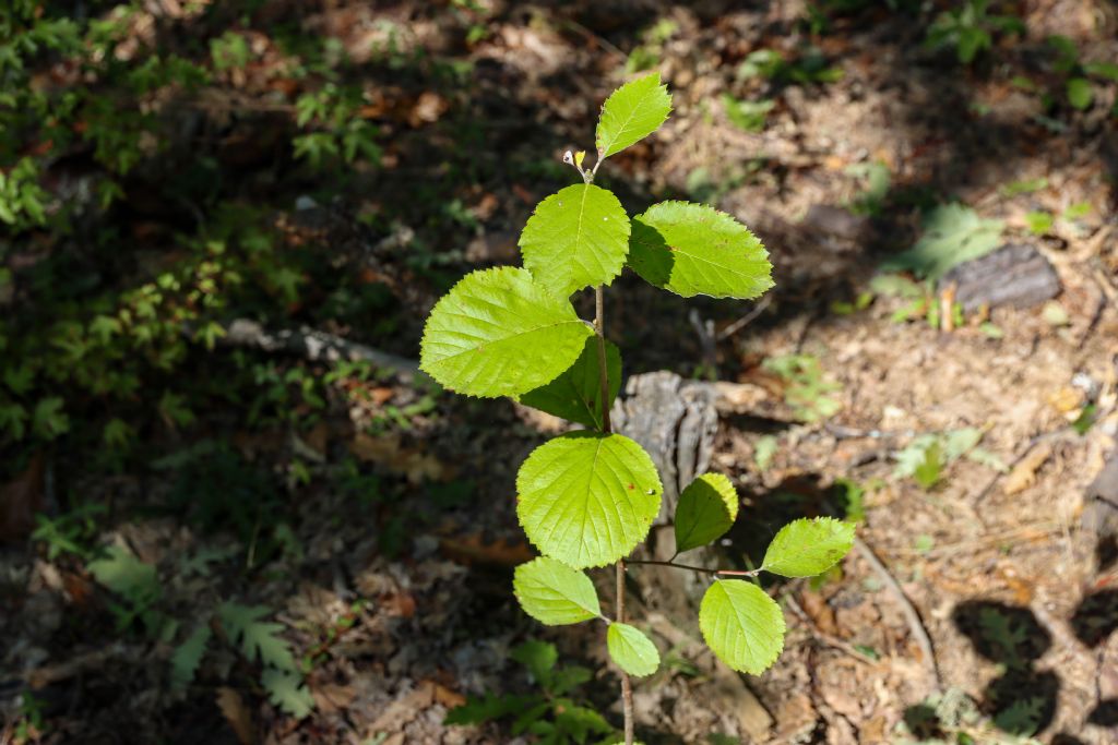 Specie arborea giovane, non ancora identificabile