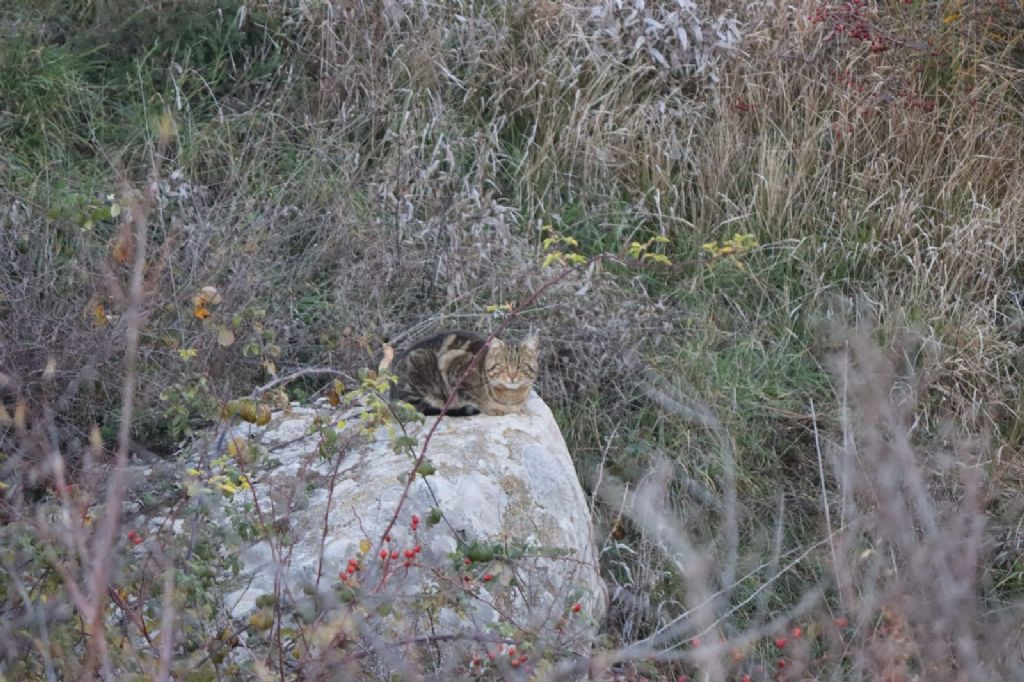 Gatto selvativo poco elusivo?  No, Gatto domestico