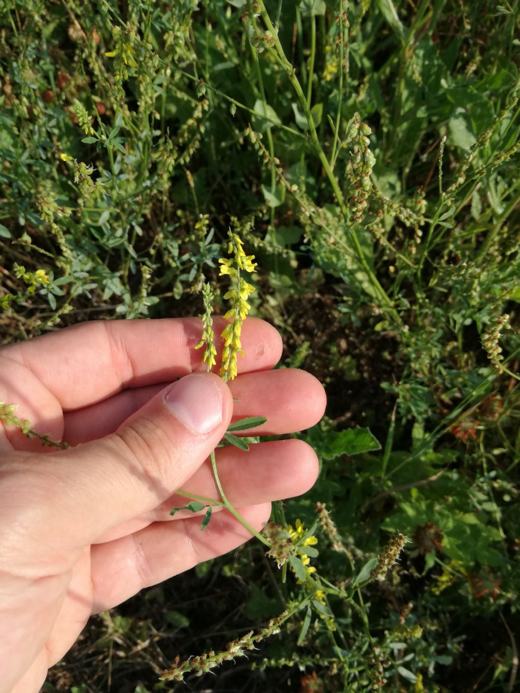 Melilotus (ora Trigonella) cfr. officinalis (Fabaceae)