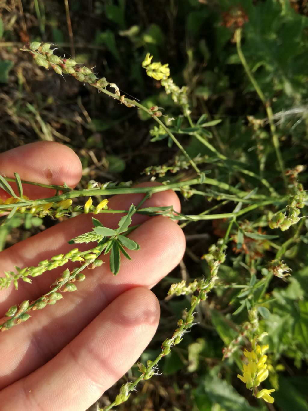 Melilotus (ora Trigonella) cfr. officinalis (Fabaceae)