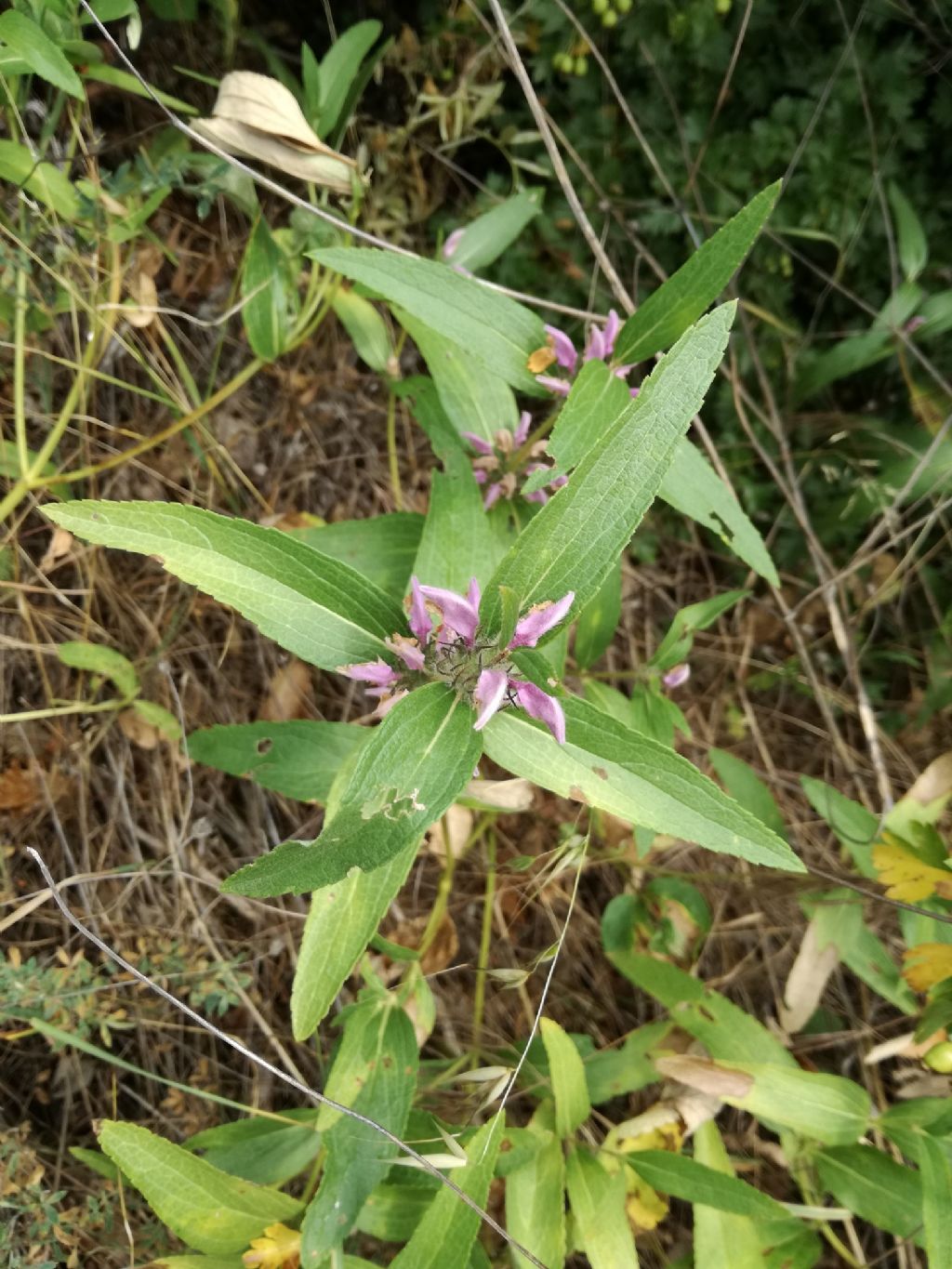 Phlomis herba-venti (Lamiaceae)