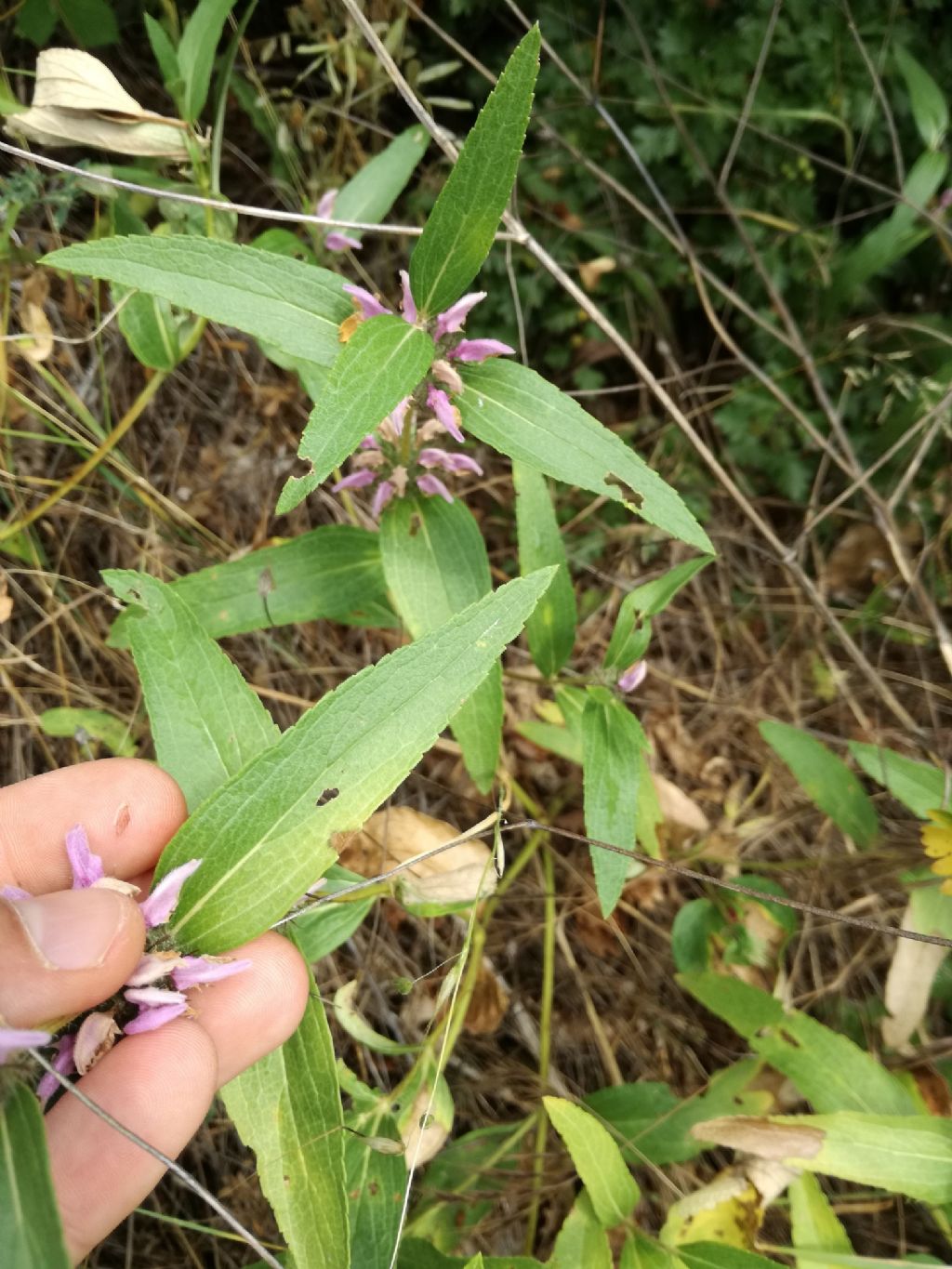 Phlomis herba-venti (Lamiaceae)
