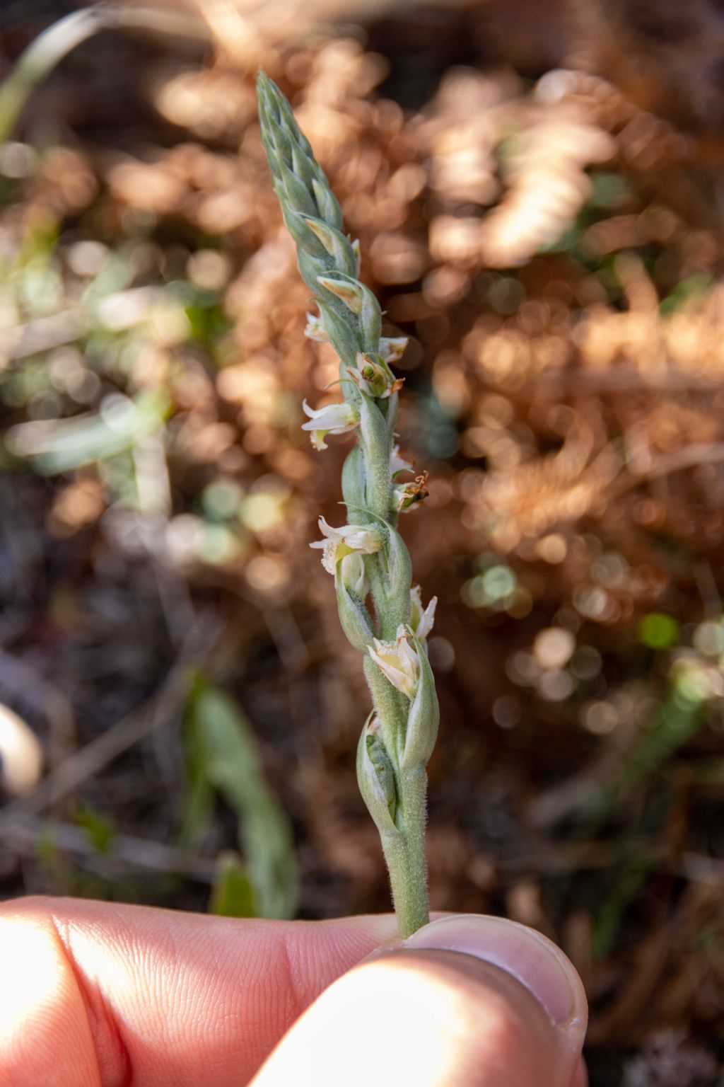 da identificare - Spiranthes spiralis (Orchidaceae)