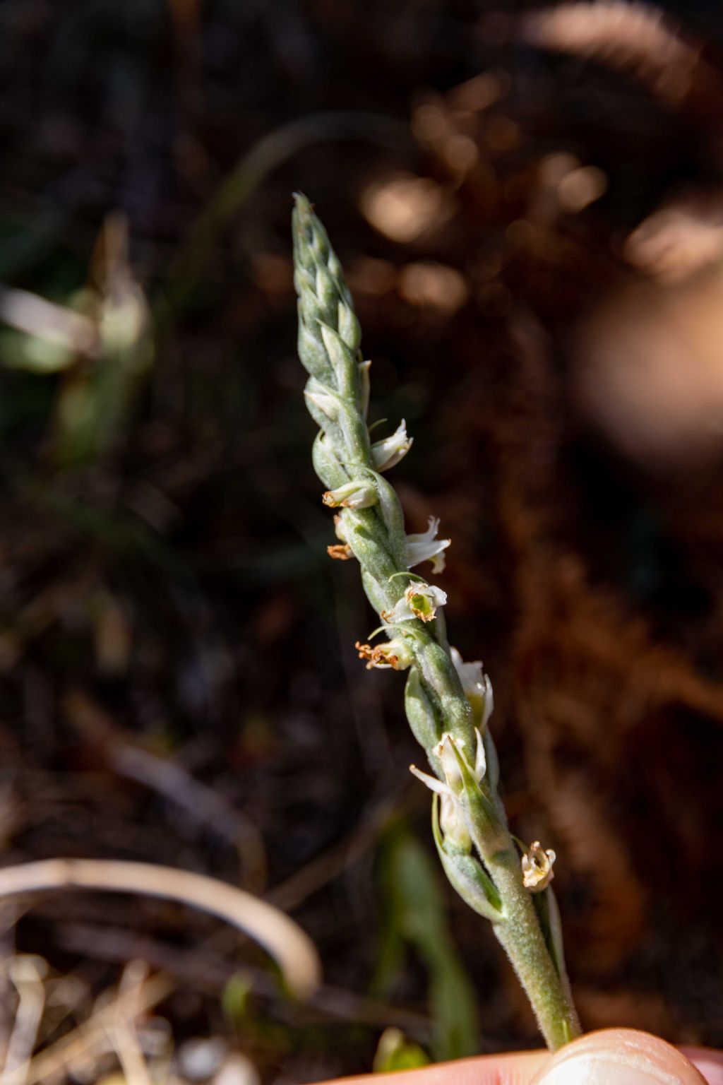 da identificare - Spiranthes spiralis (Orchidaceae)