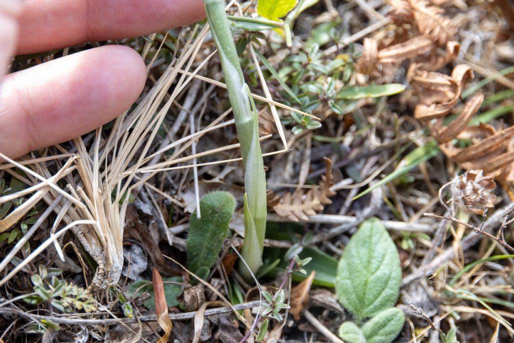 da identificare - Spiranthes spiralis (Orchidaceae)