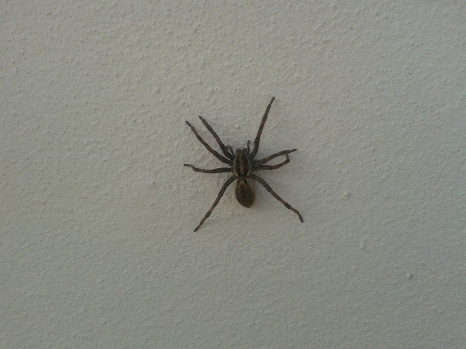 Hogna radiata - Pietragalla (PZ)