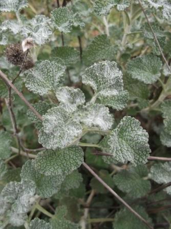 Marrubium vulgare / Marrubio comune