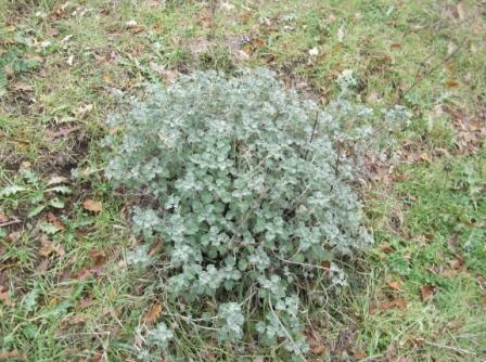 Marrubium vulgare / Marrubio comune