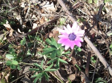 Anemone hortensis