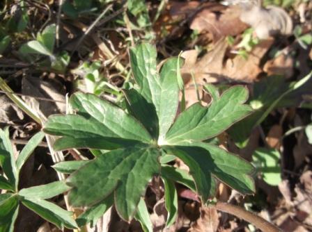 Anemone hortensis