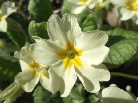 Primula vulgaris