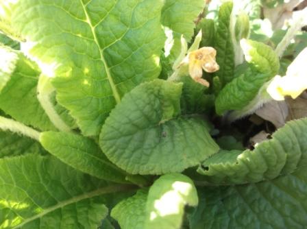 Primula vulgaris