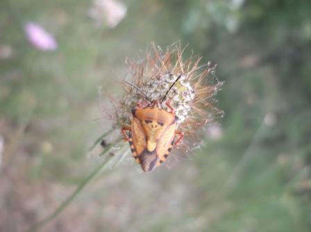 Pentatomidae: Carpocoris mediterraneus della Basilicata (PZ)