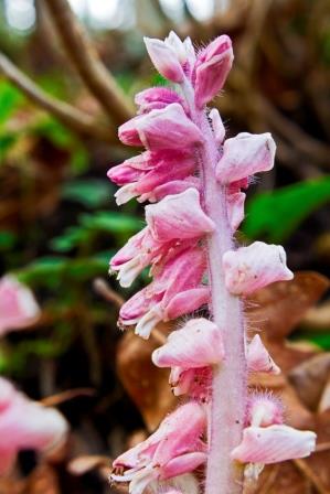 Da identificare - Lathraea squamaria