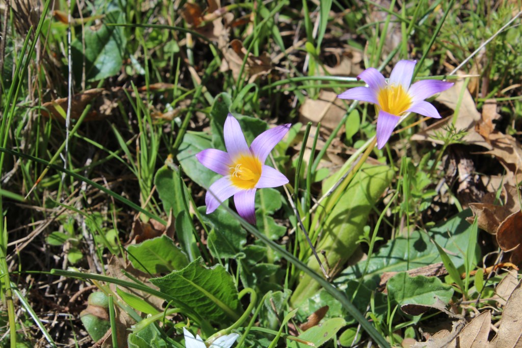 Fiore da ID - Romulea bulbocodium